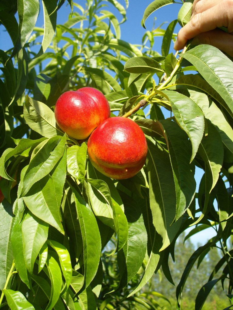 Nektarinen Baum