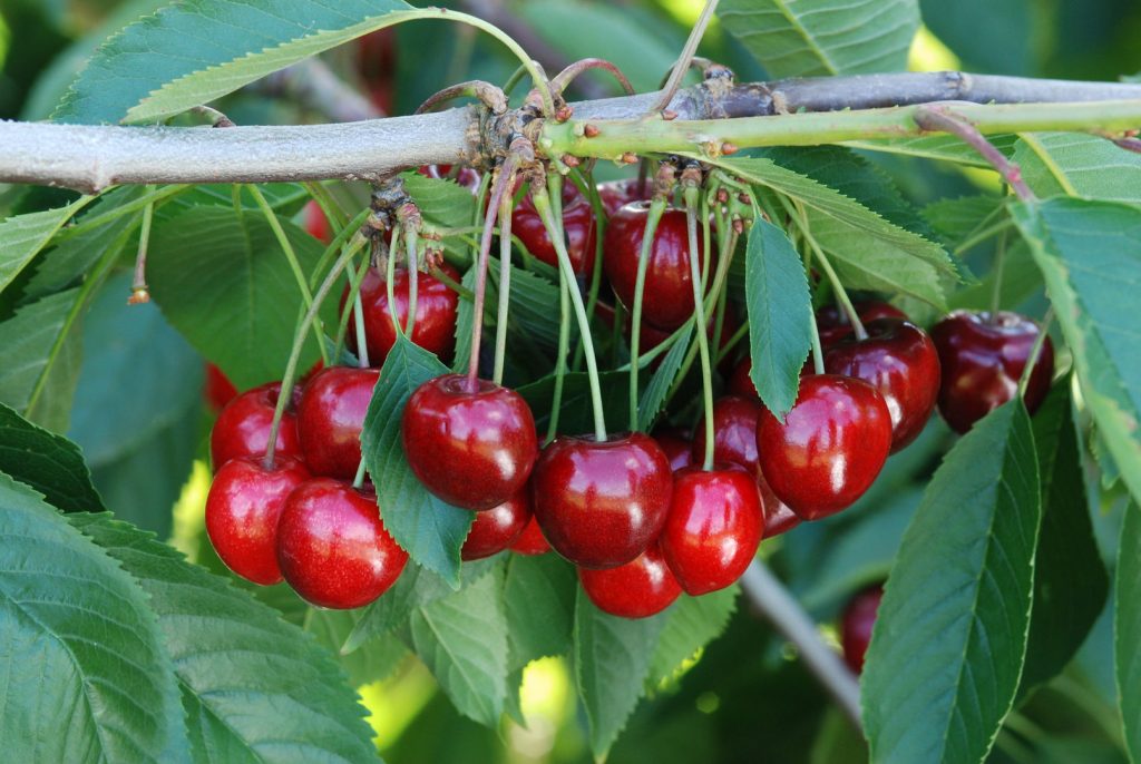 Kirsche early Korvik