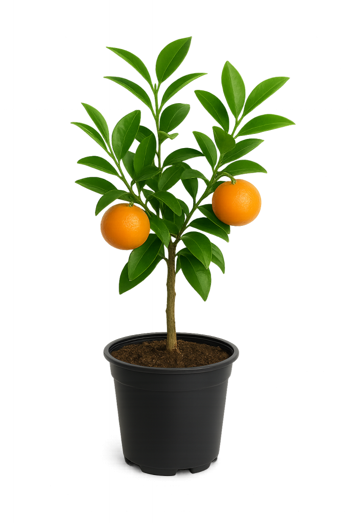 Clementinenpflanze